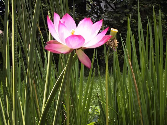 Lotus